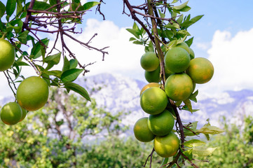 Oranges on the branch of an orange tree in the garden.