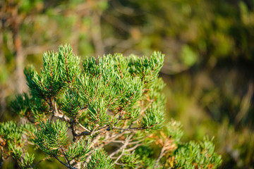 pine tree growe in sunny summer forest with blur background