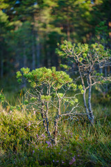 pine tree growe in sunny summer forest with blur background