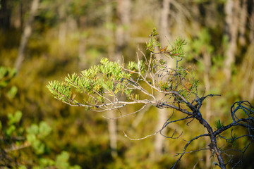 pine tree growe in sunny summer forest with blur background