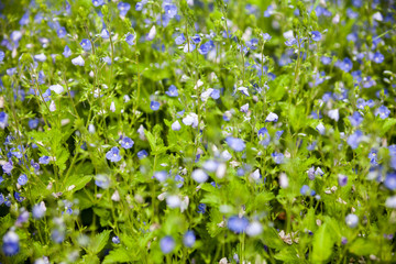 Blooming veronica in the green meadow.