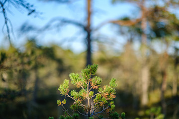 pine tree growe in sunny summer forest with blur background