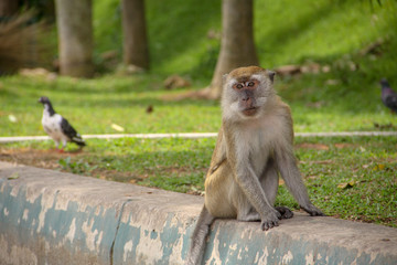 Macaque monkey sitting by the park road, with a bird on the background.