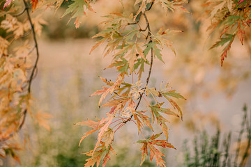 Beautiful Fall leaves with water drops after rain. Amazing Autumn colors. Blurred macro Fall foliage. Spider web closeup with rain drops on colorful Autumn leaves.