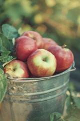 Red apples with leaves in iron bucket with sunlight close up