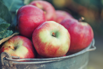 Red apples with leaves in iron bucket close up