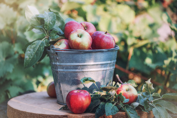 Red apples with leaves in iron bucket on wooden chair with sunlight
