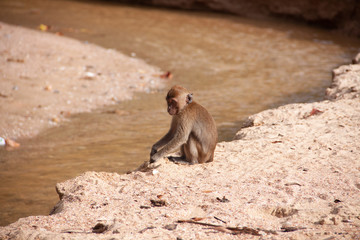 Macaque monkey sitting by the water on the sand beach. Wildlife nature scene.