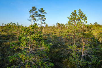 Obraz premium pine tree growe in sunny summer forest with blur background