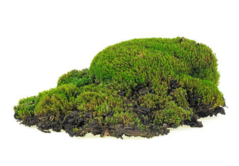 Green moss on soil, white background. Isolated image.