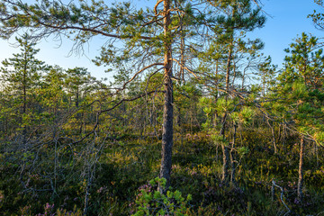 large isolated tree trunks in green forest