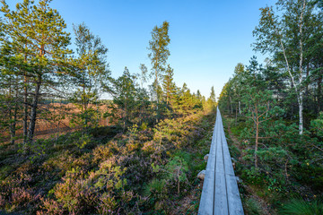 Fototapeta na wymiar wet wooden footpath in green forest