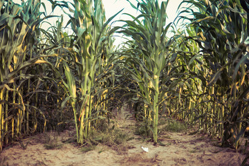 corn growing in the field