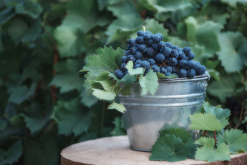 Lilac grapes with leaf in iron bucket on wooden table