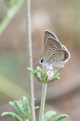 butterfly on flower