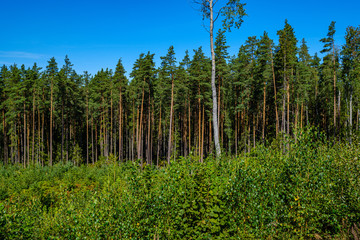 countryside landscape of fields and forests in summer