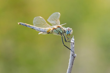 dragonfly on leaf