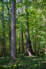 large isolated tree trunks in green forest