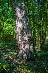 Naklejka premium large isolated tree trunks in green forest