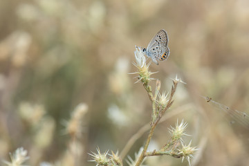 butterfly on flower