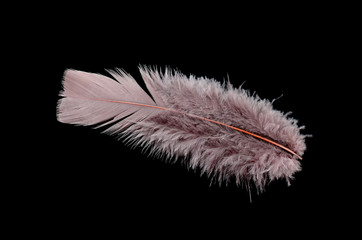 Obraz premium Colored bird feather isolated on black background