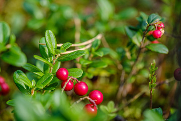 red cranberries in green forest bed