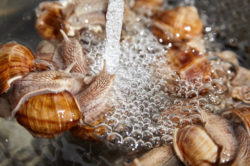 Many live garden snails under running water closeup. Washing snails before cooking