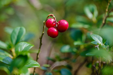 red cranberries in green forest bed