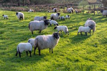 Sheep grazing with lambs in the field