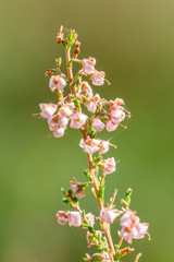 heather flowers blooming isolated on blur green background