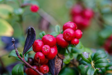 red cranberries in green forest bed