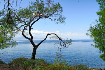 beach, blue, branch, forest, green, hill, lake, landscape, leaves, nature, outdoors, park, pine, plant, river, rock, sea, sky, spring, summer, tree, trees, view, water, wood