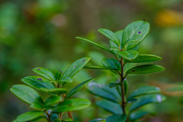 red cranberries in green forest bed