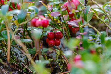 red cranberries in green forest bed