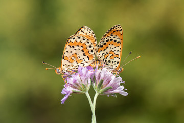 butterfly on flower