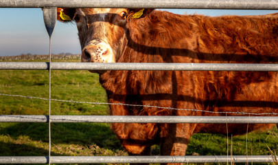 Rind auf der Wiese
