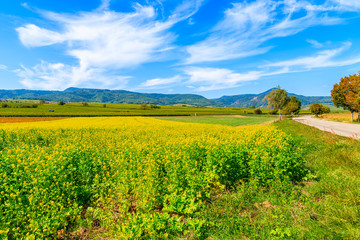 Fototapeta na wymiar Yellow Rapeseed fields on Alsatian Wine Route near Riquewihr village, France