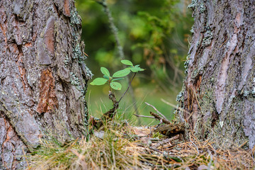 large isolated tree trunks in green forest