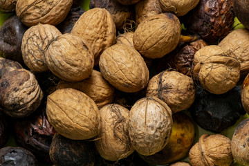 The fruits of the walnut. Raw walnuts in green shells. Ripe walnuts only collected in Ukraine