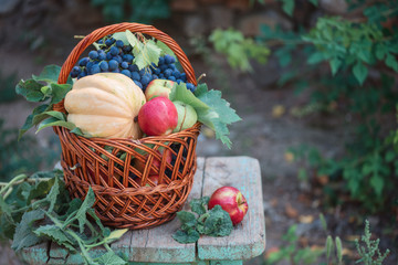 Pumpkin, red apples, pears and grapes in a basket on a wooden chair in the garden