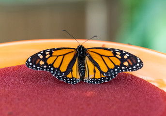 Fototapeta na wymiar Monarch orange and black butterfly