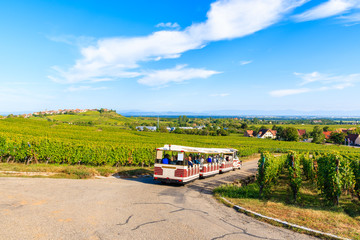 Tourist train among vineyards on Alsatian Wine Route near Riquewihr village, France