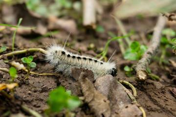 Caterpillar at Bruce Trail