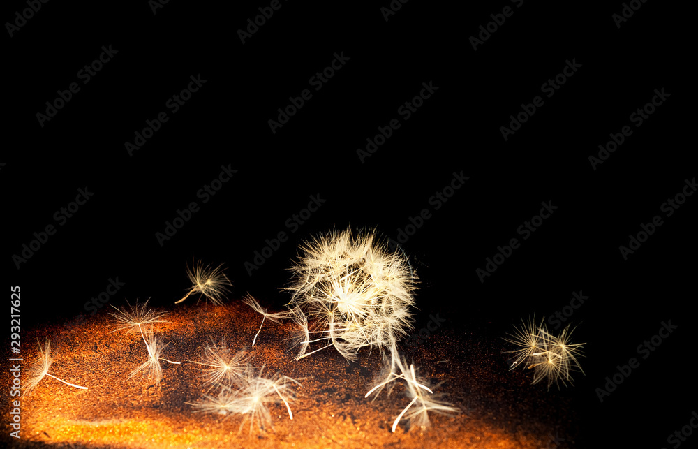 Poster white inflorescences dandelion on background with golden sparkles. blurred effect. concept for festi