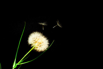 Creative background with white dandelions inflorescence.  Concept for festive background or for project
