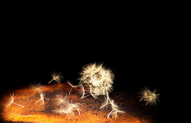 White inflorescences Dandelion on  background with golden sparkles. Blurred  effect. Concept for festive background