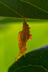 Translucent brown Zebra Longwing Chrysalis (Heliconius charithonia) hanging from leaf