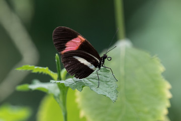 Red and white black butterfly perched on a leaf
