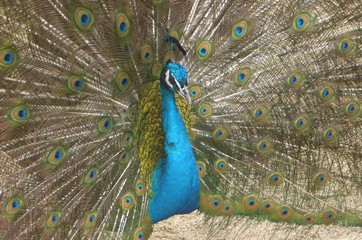 Naklejka premium Peacock