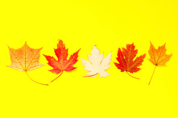 Autumn background from yellow leaves. Trendy color. Close-up